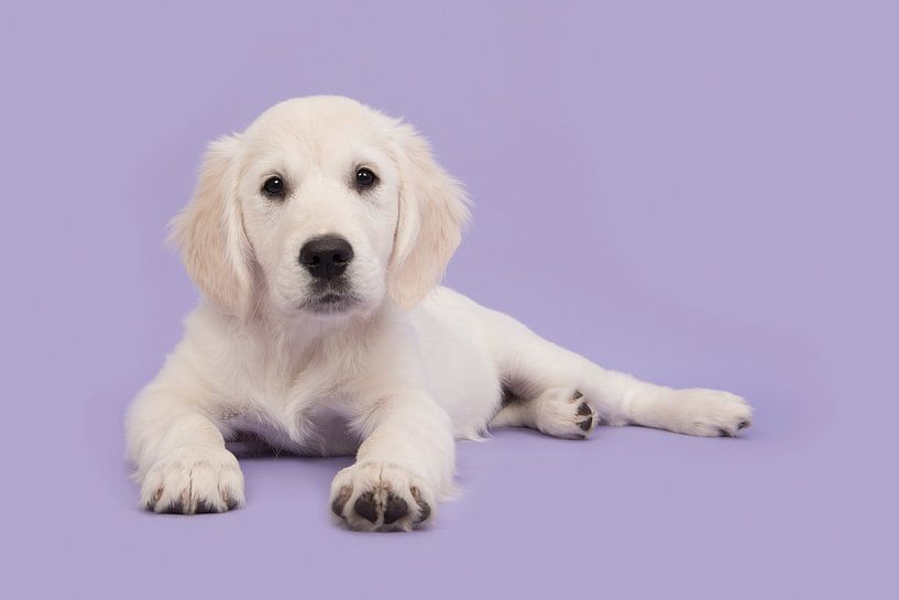 Golden Retriever Purple by Elles Rijsdijk