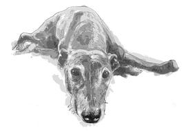 Tanja, greyhound by Wilfried van Dokkumburg