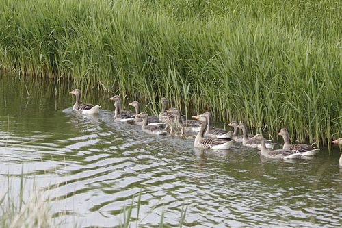Oies cendrées avec garçon