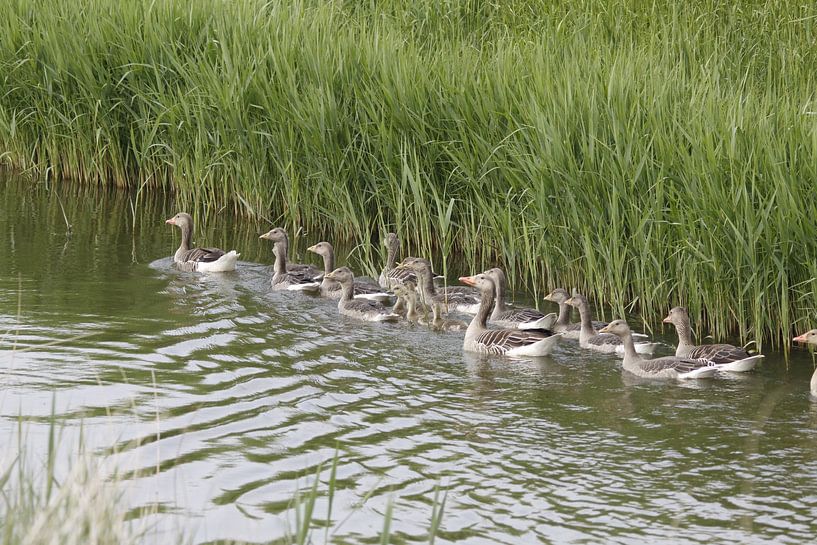 Greylag geese with young ones by Cora Unk
