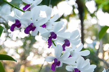 Orchidee Bali Dendrobium von Ivonne Fuhren- van de Kerkhof