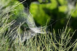 spinnenweb met dauw van een tuinkruisspin (Araneus diadematus) op een weiland in het ochtend achterl
