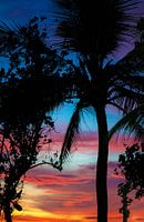Palm tree Silhouette