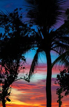 Silhouette einer Palme