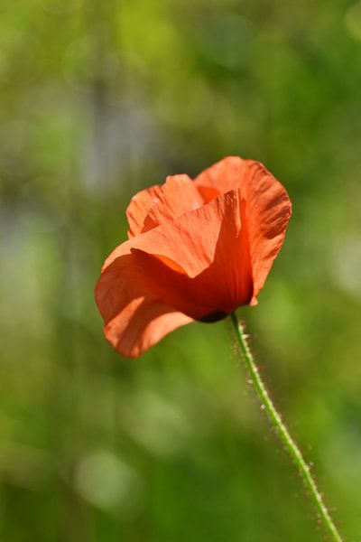 Mohn in der Sonne von Shutterbalance