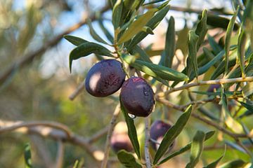 Les olives en Provence sur Tanja Voigt