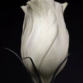 Witte roos abstract zwart wit bloemen fotografie kunst van Nadja Drieling