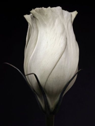 Witte roos abstract zwart wit bloemen fotografie kunst