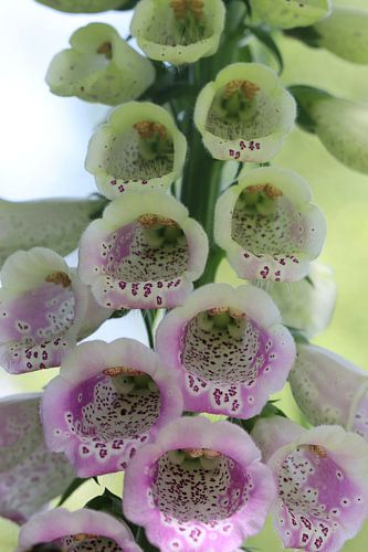 Foxglove