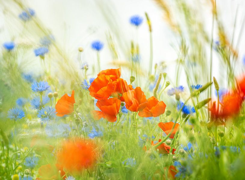 Mohn und Kornblumen von Gonnie van de Schans