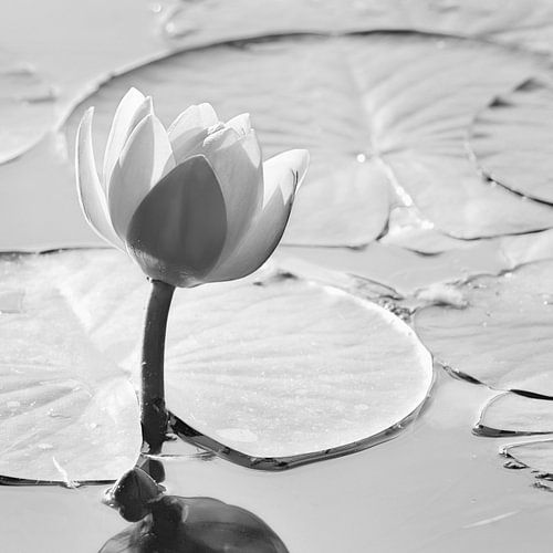 Nénuphar