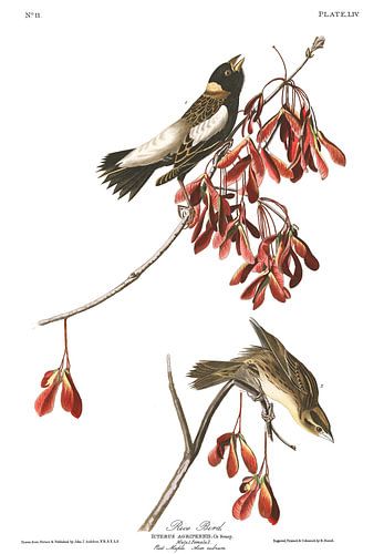 Bobolink