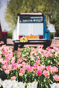 Tulipfield mit einem Oldtimer Citroën 2CV / Deux Chevaux im Hintergrund. von Expeditie Aardbol