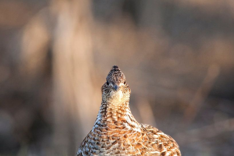 Gélinotte Huppée by Renald Bourque