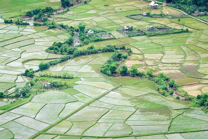 Rice fields in Vietnam - top view by Wijnand Loven