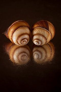 Verloren in den Augen des Spiegelbilds: zwei Spiralmuscheln, die ihr eigenes Spiegelbild betrachten von Marjolijn van den Berg