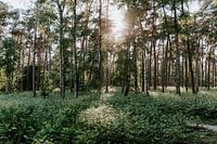 Posbank Arnhem | Pays-Bas | Tirages d'art botanique | Photographie de nature