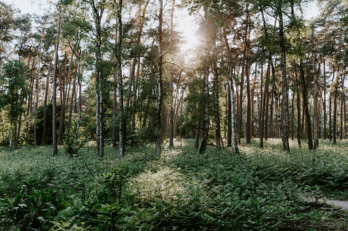 Posbank Arnhem | Nederland | Botanische fine art prints | Natuur fotografie
