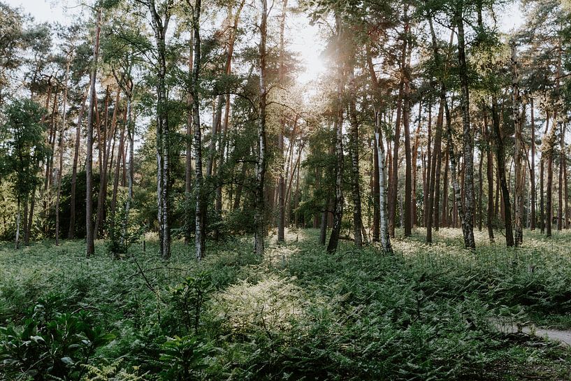 Posbank Arnhem | Netherlands | Botanical fine art prints | Nature photography by Alblasfotografie