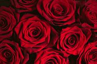 Vue de dessus des roses de velours rouge profond