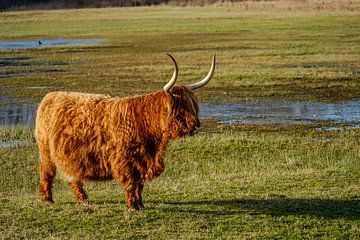 Schottischer Highlander 3