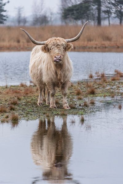 Scottish Highlander with mirror image by Ans Bastiaanssen