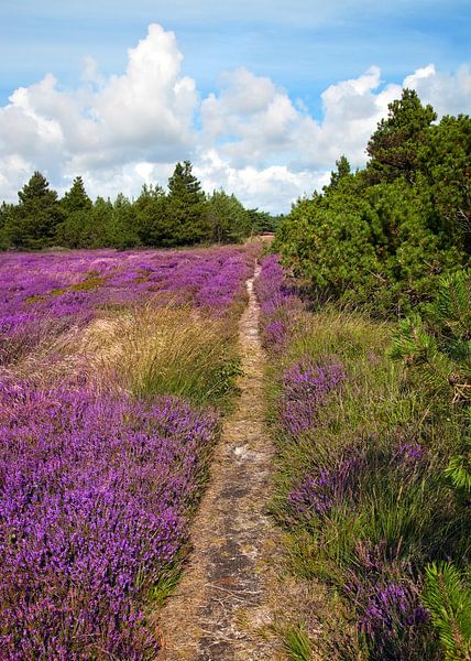 Hiking trail by Bo Valentino