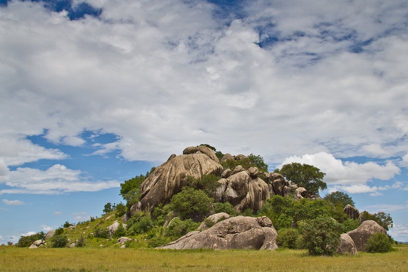 Pokal in der Serengeti von Peter van Dam