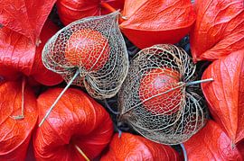 Lantaarnplant by Martin Keve