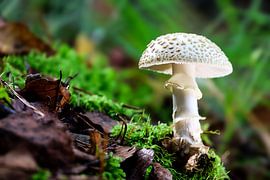 Mushroom Amanita echinocephala