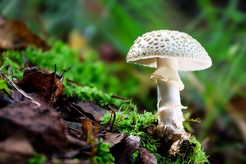 Mushroom Amanita echinocephala by Sharmaine Doesberg-Pex