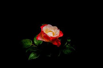 Een rood witte roos tegen een donkere ondergrond geflankeerd door groene blaadjes van Shop bij Rob