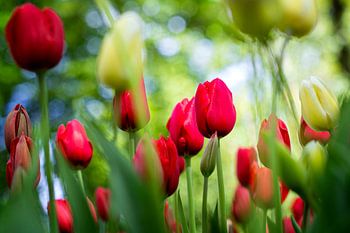 Rotes Auge der Tulpe im Tulpenfeld