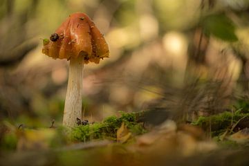 Prachtige paddenstoel