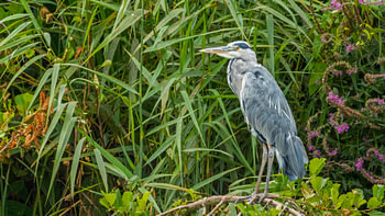 A grey heron on the lookout