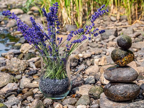 Lavendel met Balance Stones Achtergrond Wellness