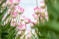 Tulpen in het veld