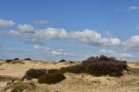 Sand drift with heather