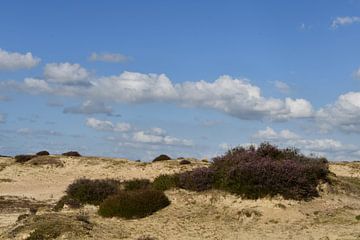 Sanddrift mit Heidekraut von Bernard van Zwol