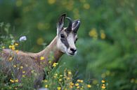 Chamois (Rupicapra rupicapra) Vosges, France by Frank Fichtmüller thumbnail
