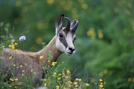 Chamois (Rupicapra rupicapra) Vosges, France by Frank Fichtmüller