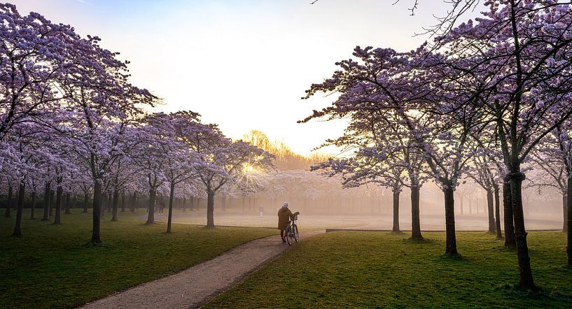 Uniquement dans le parc fleuri par peterheinspictures