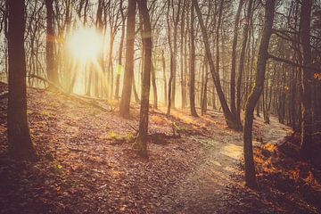 Winterzon van Joost Lagerweij