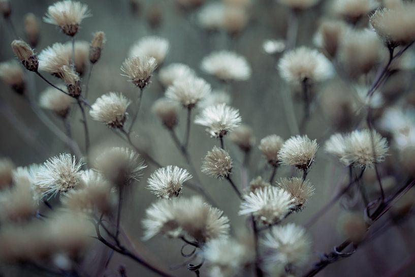 Jardin d'hiver par Mariska Vereijken