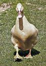 Buff Orpington Duck by Dorothy Berry-Lound thumbnail