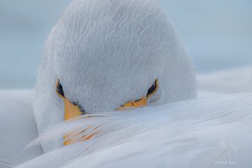 Contact visuel avec le cygne blanc sur Nienke Bot