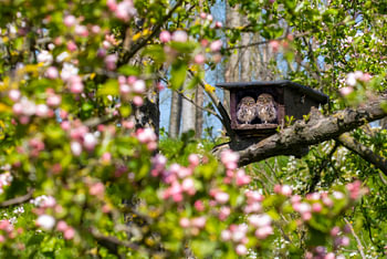 Steenuiljongen in bloeiende appelboomgaard