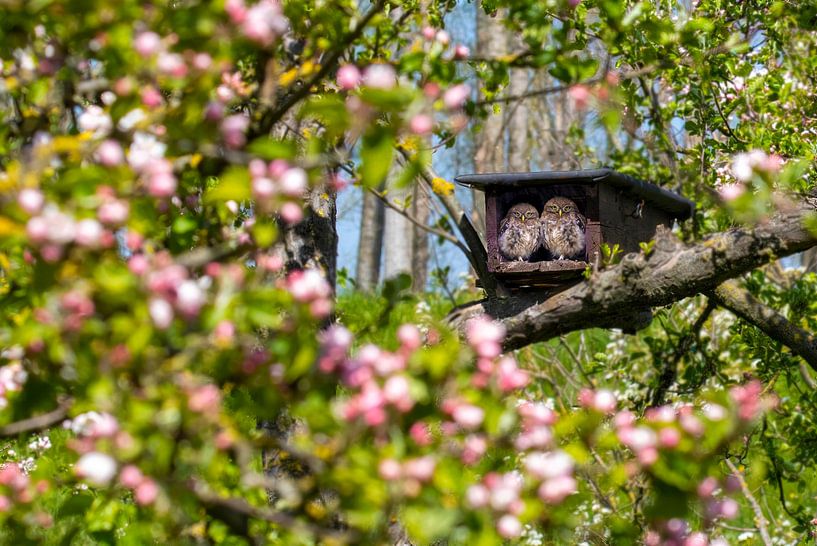 Poussins de chouettes dans un verger de pommiers en fleurs par Michelle Peeters