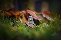 Stormtrooper in de herfst