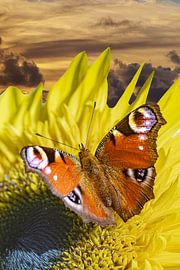 Butterfly on a sunflower by Lucas De Beleyr